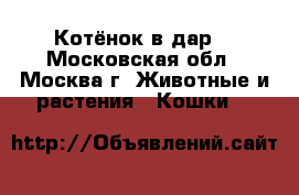 Котёнок в дар! - Московская обл., Москва г. Животные и растения » Кошки   